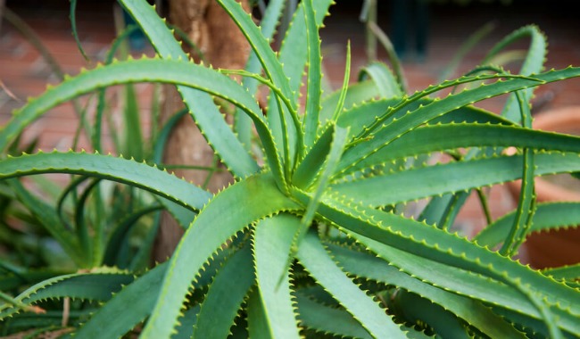 aloe
