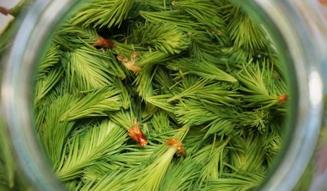 yalynovyj-syrop-obkladynka1-e1544994134957-1024x660