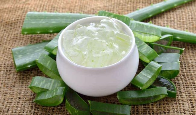 aloe-1
